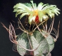 Astrophytum capricorne var. niveum