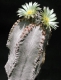 Astrophytum myriostigma var. tulense