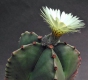 Astrophytum myriostigma var. nudum