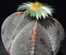 Astrophytum myriostigma var. quadricostatum