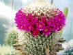 Mammillaria spec