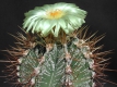 Astrophytum ornatum