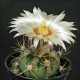 Astrophytum senile var. aurea