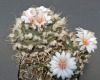 Turbinicarpus polaskii