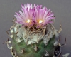 Turbinicarpus Lauii