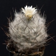 Turbinicarpus dickisoniae