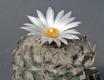 Turbinicarpus schwarzii