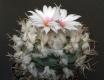 Turbinicarpus macrochele