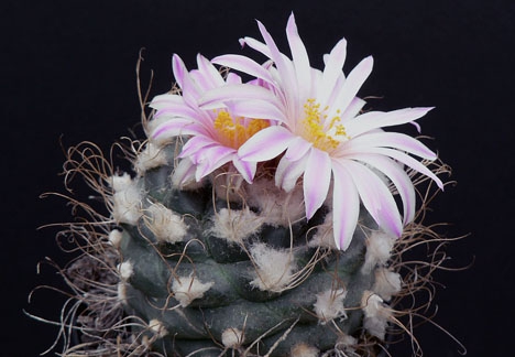 Turbinicarpus pseudomacrochele