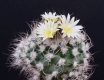 Turbinicarpus krainzianus