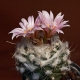 Turbinicarpus lauii