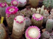 Mammillaria Gruppe