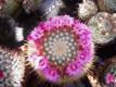 Mammillaria ?