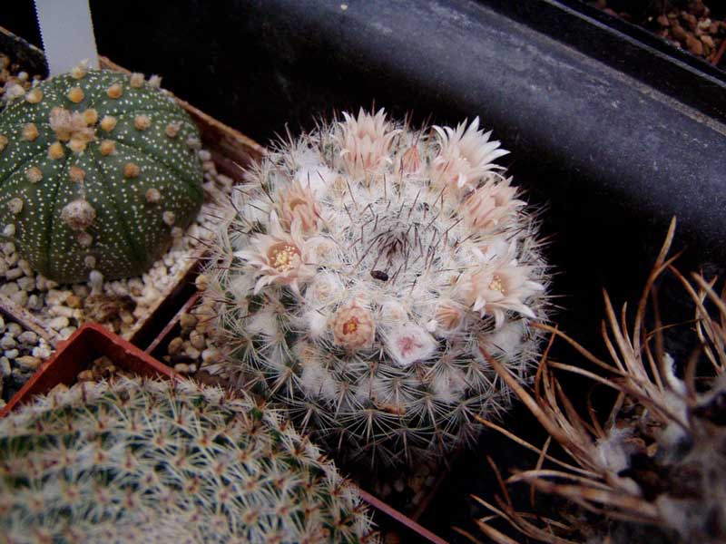 Mammillaria spec