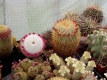 Mammillaria Gruppe