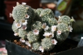 Mammillaria gieselae