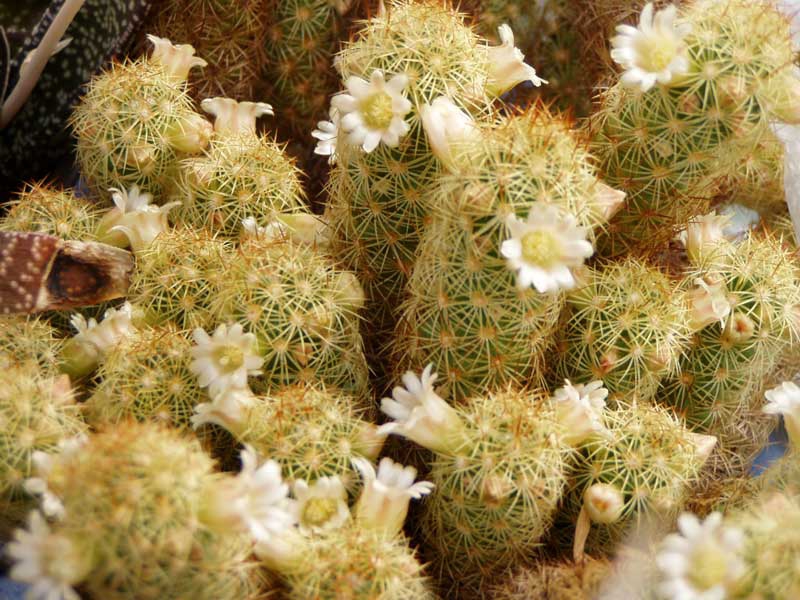 Mammillaria elongata ?