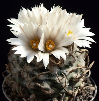 Turbinicarpus schwarzii