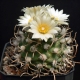 Turbinicarpus schmiedickianus