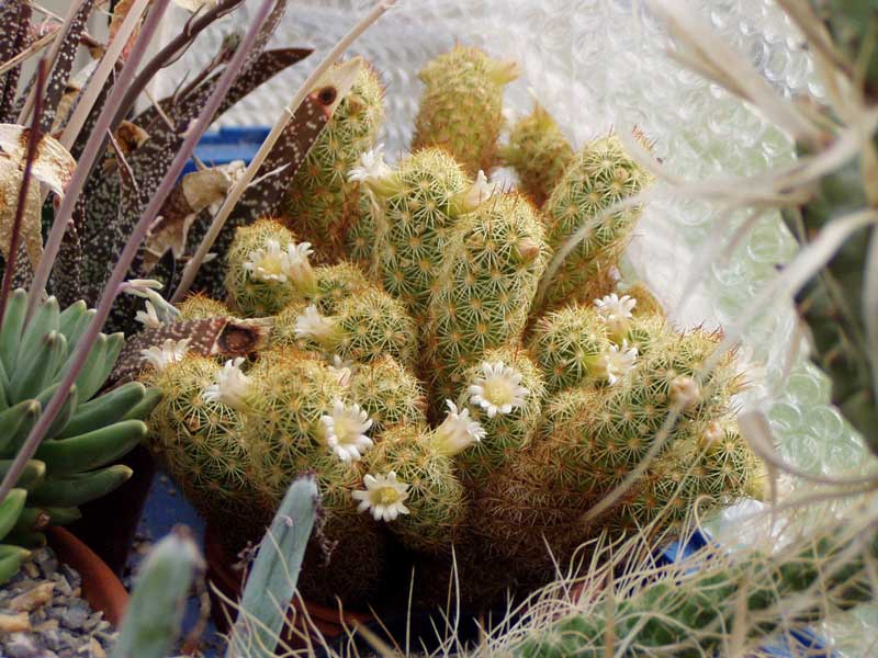 Mammillaria elongata ?
