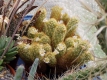 Mammillaria elongata ?