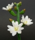 Austrocylindropuntia salmiana var. albiflora