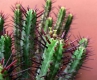 Euphorbia enopla