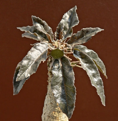 Dorstenia foetida