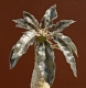 Dorstenia foetida