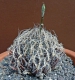 Haworthia gigas