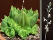 Haworthia cymbiformis var. planifolia