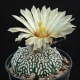 Astrophytum asterias 