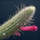 Cleistocactus villamontesii