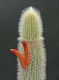 Cleistocactus wendlandiorum