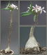 Pachypodium succulentum(1)