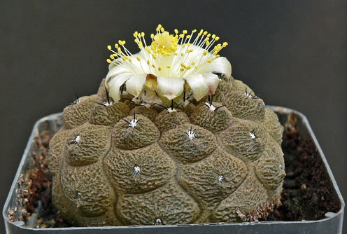 Copiapoa hypogaea