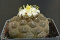 Copiapoa hypogaea