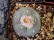 Lopophora williamsii