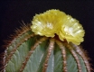 Notocactus magnificus
