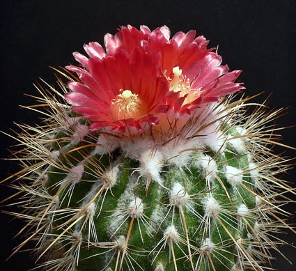 Parodia suprema