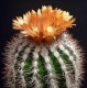 Parodia schwebsiana