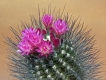 Neoporteria villosa