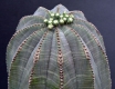 Euphorbia obesa