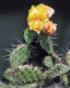 Opuntia phaeacantha