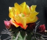 Opuntia phaeacantha