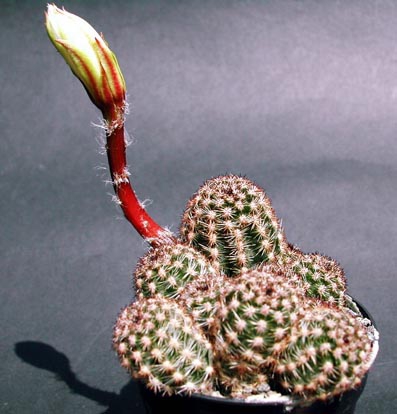 Pygmaeacereus akersii