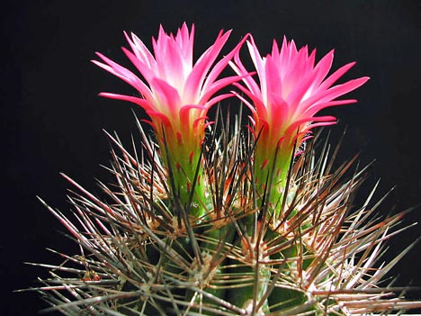 Neoporteria nigrihorrida