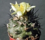 Copiapoa humilis