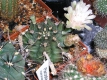 Gymnocalycium mihanovichii