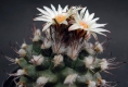 Turbinicarpus schwobodae